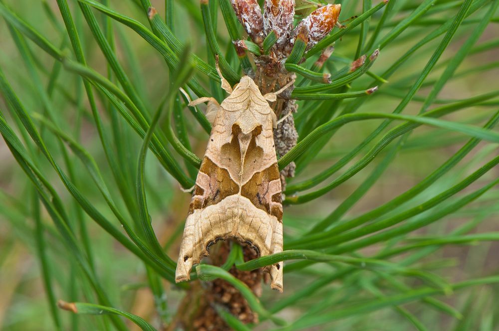 Achateule (Phlogophora meticulosa)