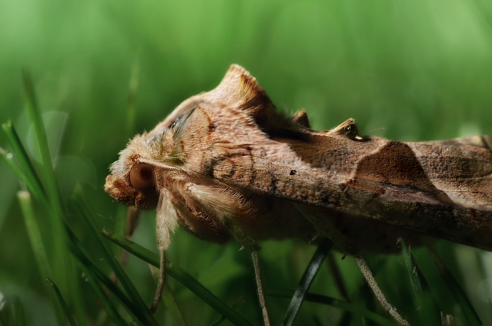 Achateule (Phlogophora meticulosa)