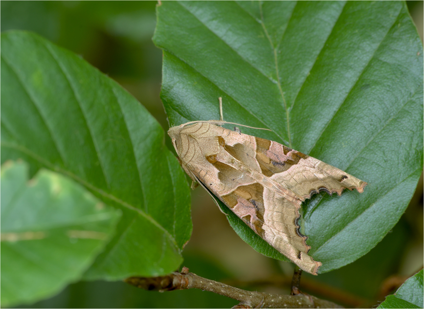 Achateule (Phlogophora meticulosa)