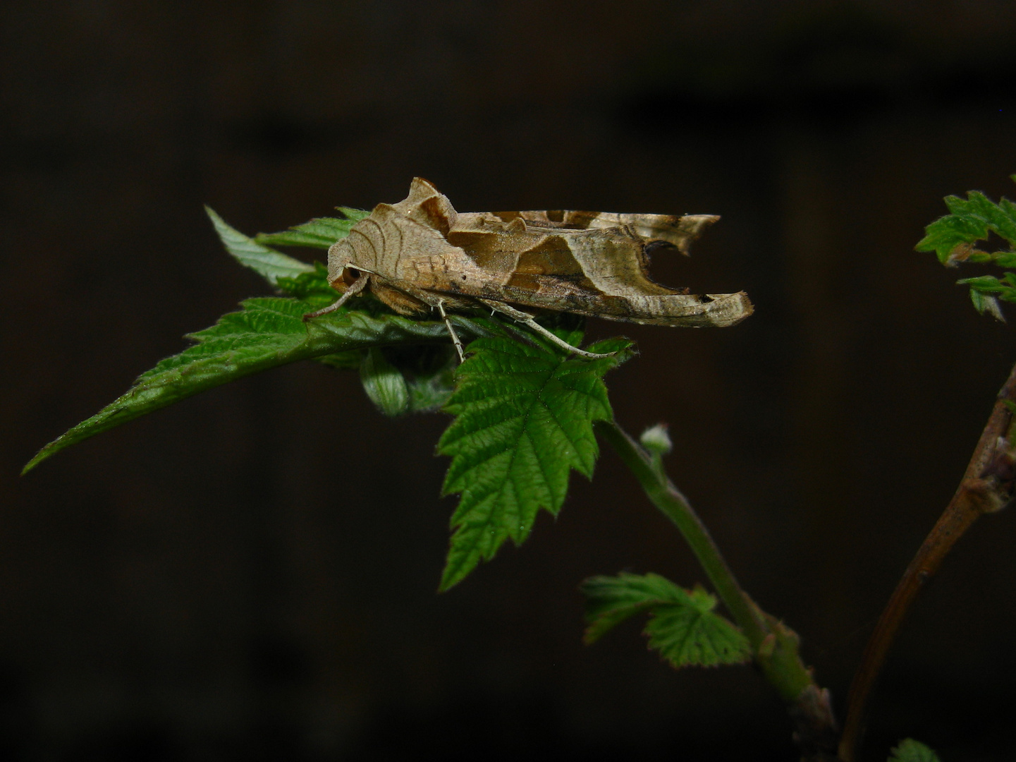 Achateule (Phlogophora meticulosa)