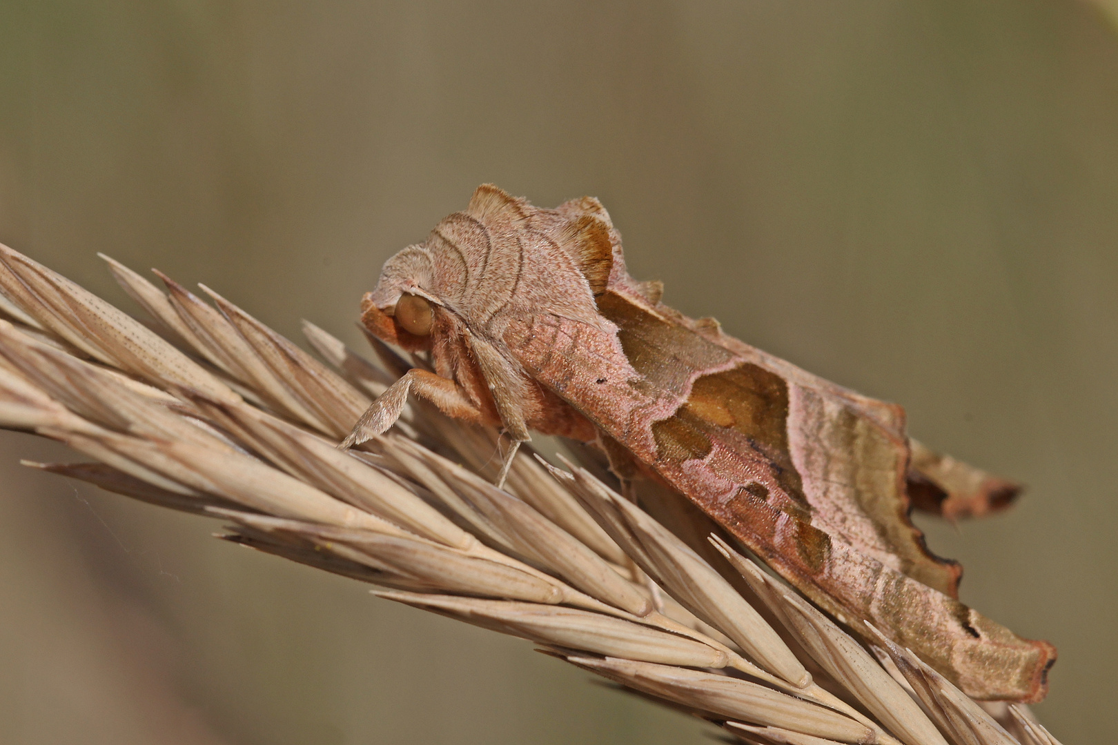 Achateule (Phlogophora meticulosa)