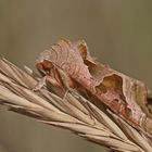 Achateule (Phlogophora meticulosa)