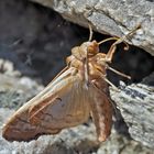 Achateule (Phlogophora meticulosa) - La Méticuleuse.