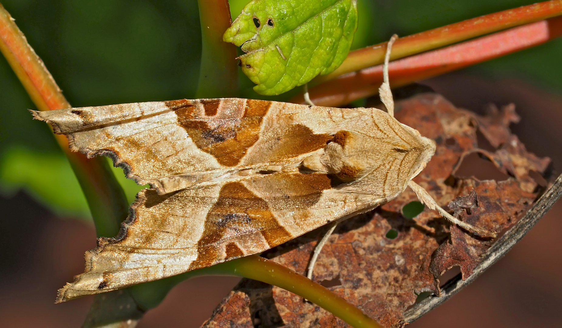 Achateule (Phlogophora meticulosa) - La Méticuleuse.