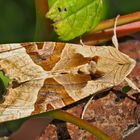 Achateule (Phlogophora meticulosa) - La Méticuleuse.