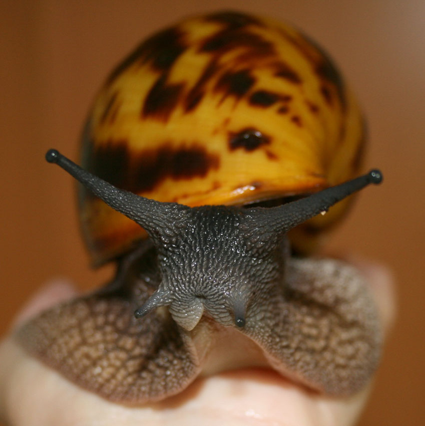 Achatina achatina Foto & Bild tiere, haustiere, terraristik Bilder
