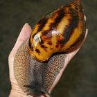 Achatina achatina