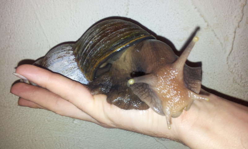 Achatina Fulika Schnecke 2