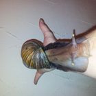 Achatina Fulika Schnecke