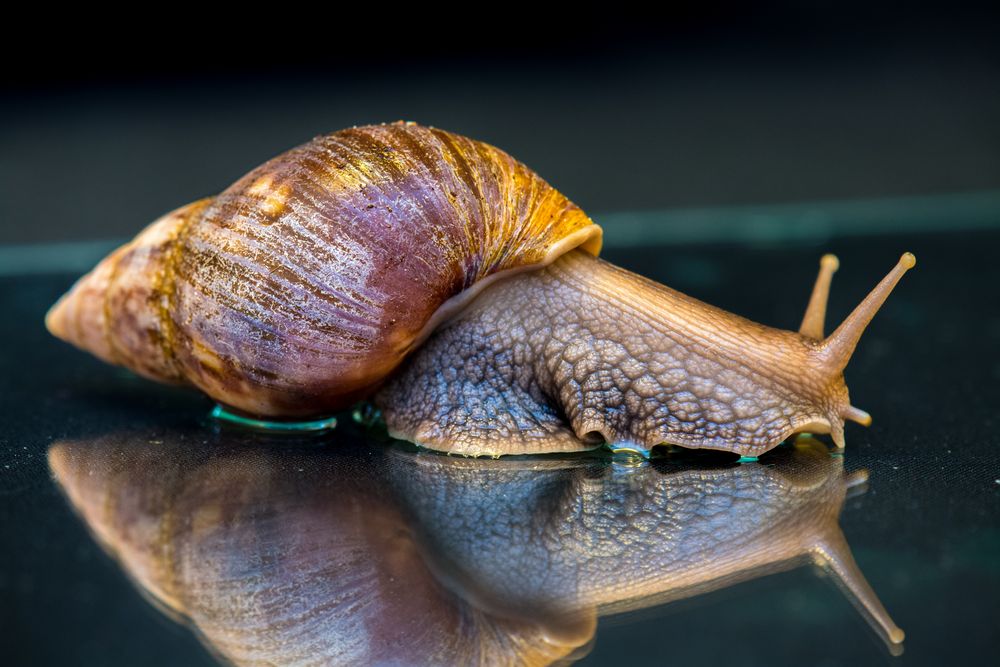 Achatschnecke 1 Foto & Bild tiere, haustiere, terraristik Bilder auf