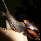 Achatschnecke