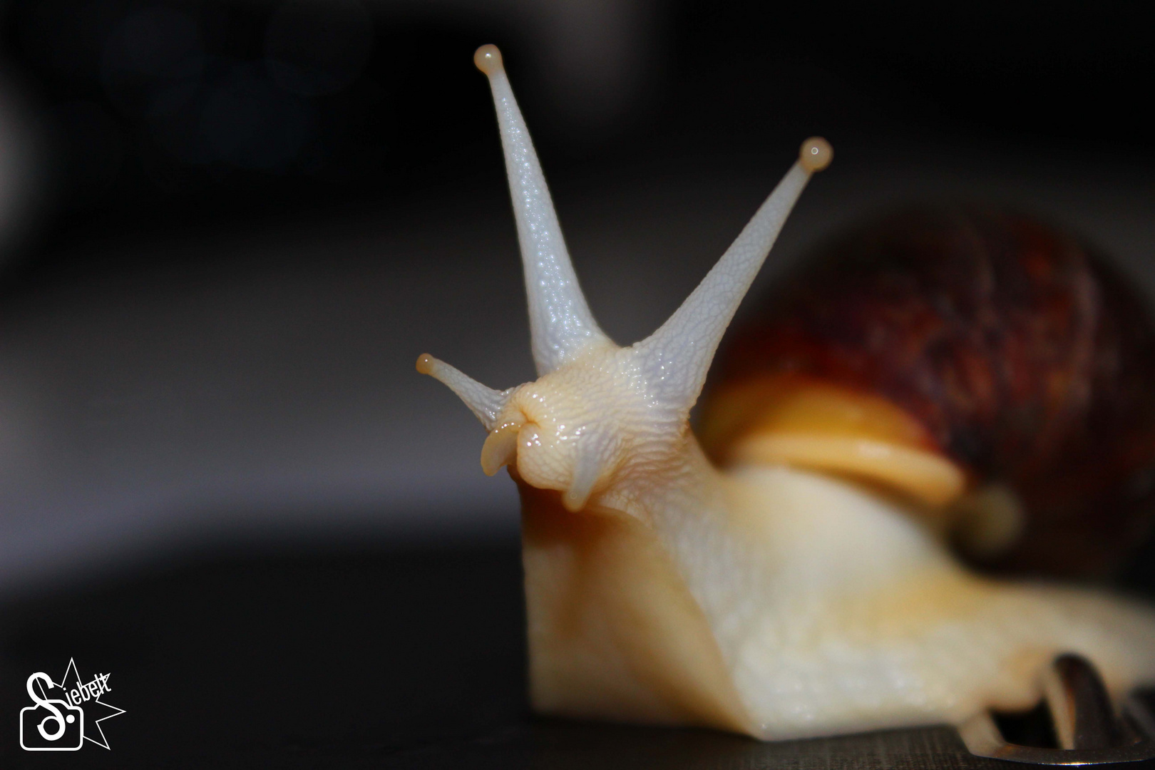 Achatschnecke