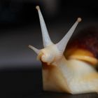 Achatschnecke