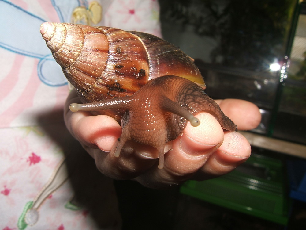 Achatschnecke - Achatina fulica