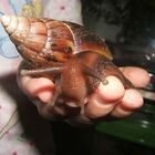 Achatschnecke - Achatina fulica