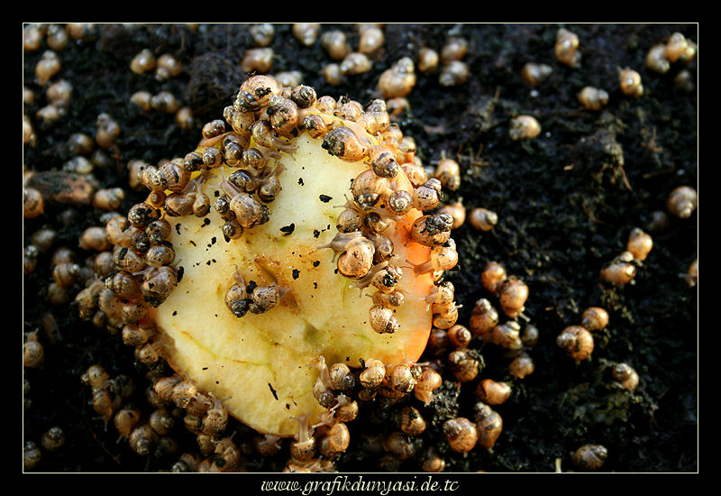 Achatschnecke - Achatina fulica