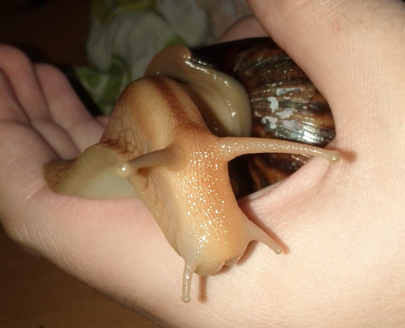 Achatschnecke