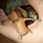 Achatschnecke