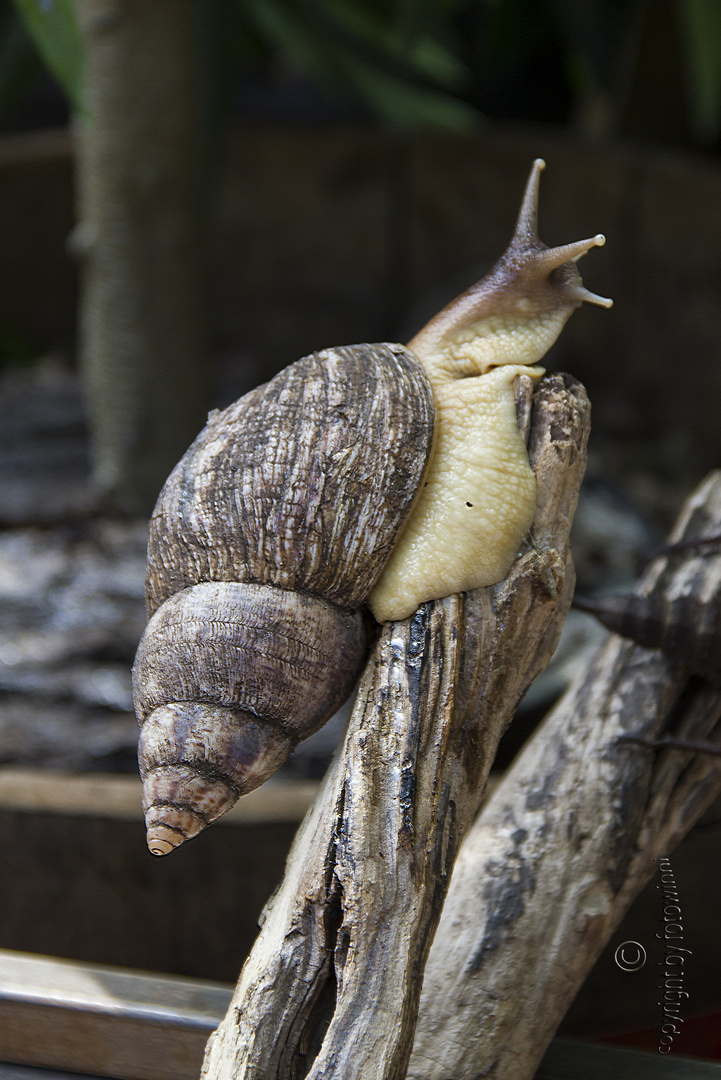 Achatschnecke - auch ostafrikan. Riesenschnecke