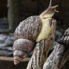 Achatschnecke - auch ostafrikan. Riesenschnecke