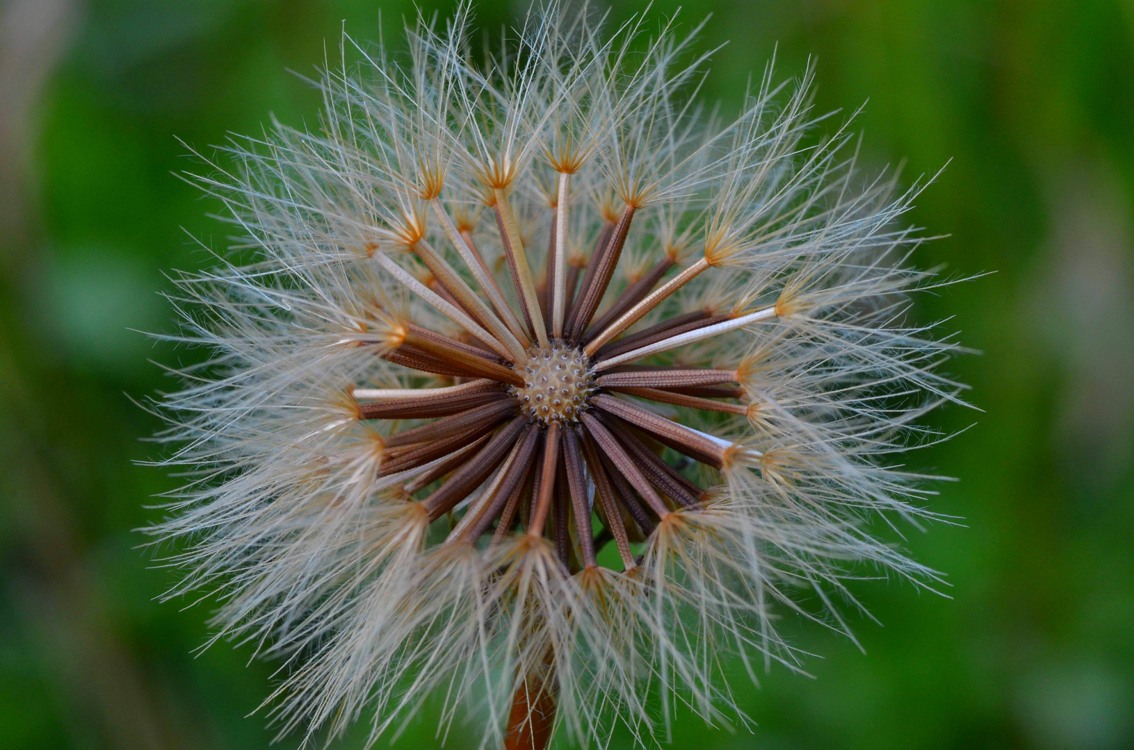 Achene circle Asteraceae Foto & Bild natur, frucht, pflanzen