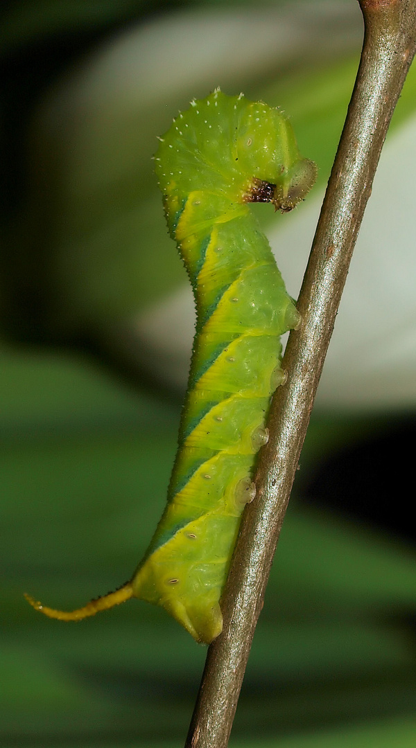 Acherontia atropos 