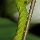 Acherontia atropos 