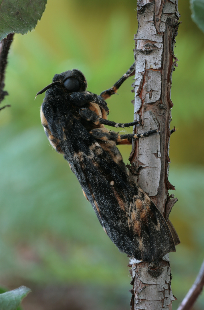 Acherontia atropos