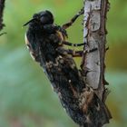 Acherontia atropos