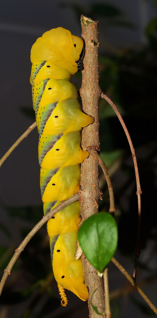 Acherontia atropos