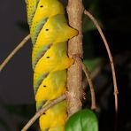 Acherontia atropos