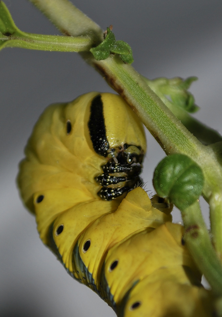 Acherontia Atropos