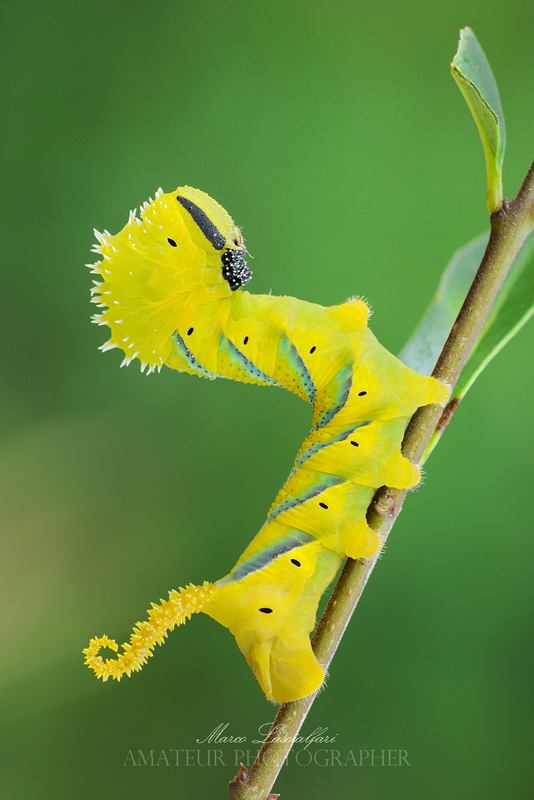 Acherontia atropos (linnaeus 1758)