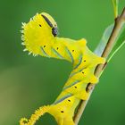 Acherontia atropos (linnaeus 1758)