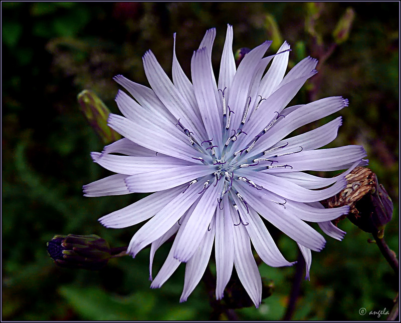 Achicoria silvestre (cichorium intybus)