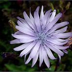 Achicoria silvestre (cichorium intybus)