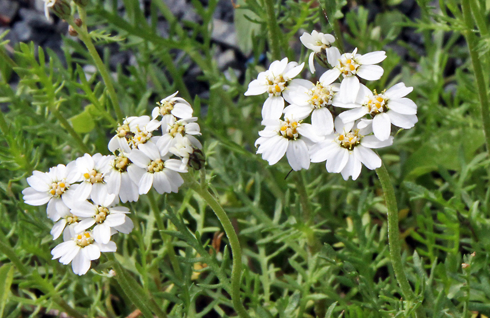 Achilea erba rotta moschata