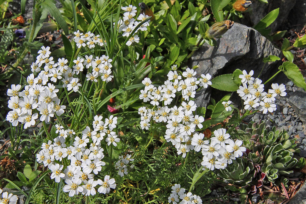 Achilea erba rotta moschata