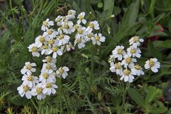 Achilea erba rotta moschata