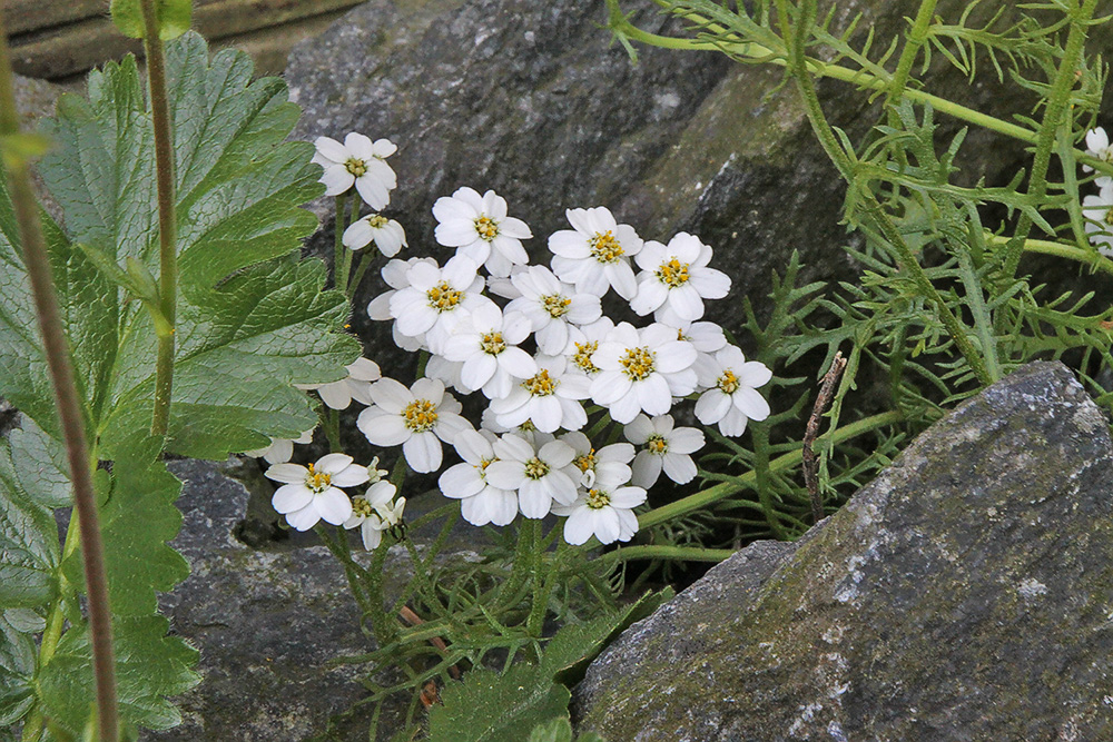 Achilea erba rotta ssp moschata