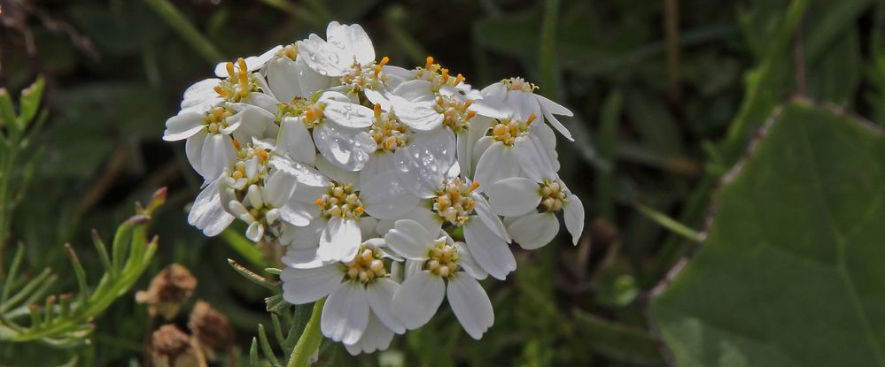 Achilea erba rotta ssp. moschata-Moschusschafgarbe eine...