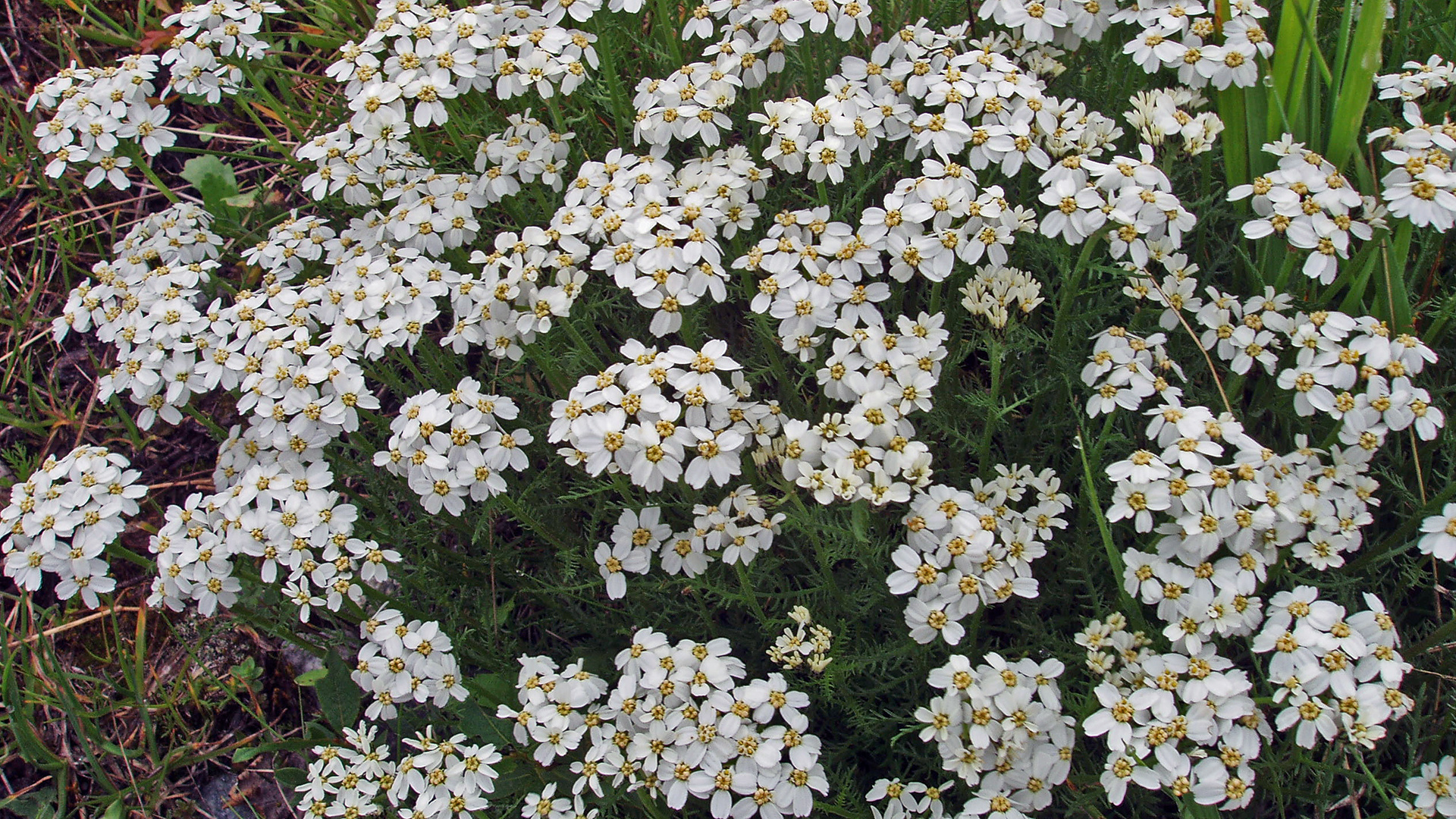 Achilea moschata-Die Moschsschafgarbe aus den Alpen...