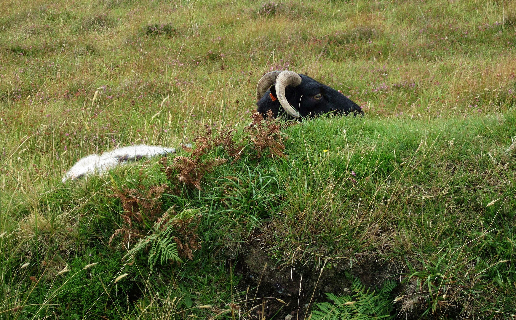 Achill Island ...