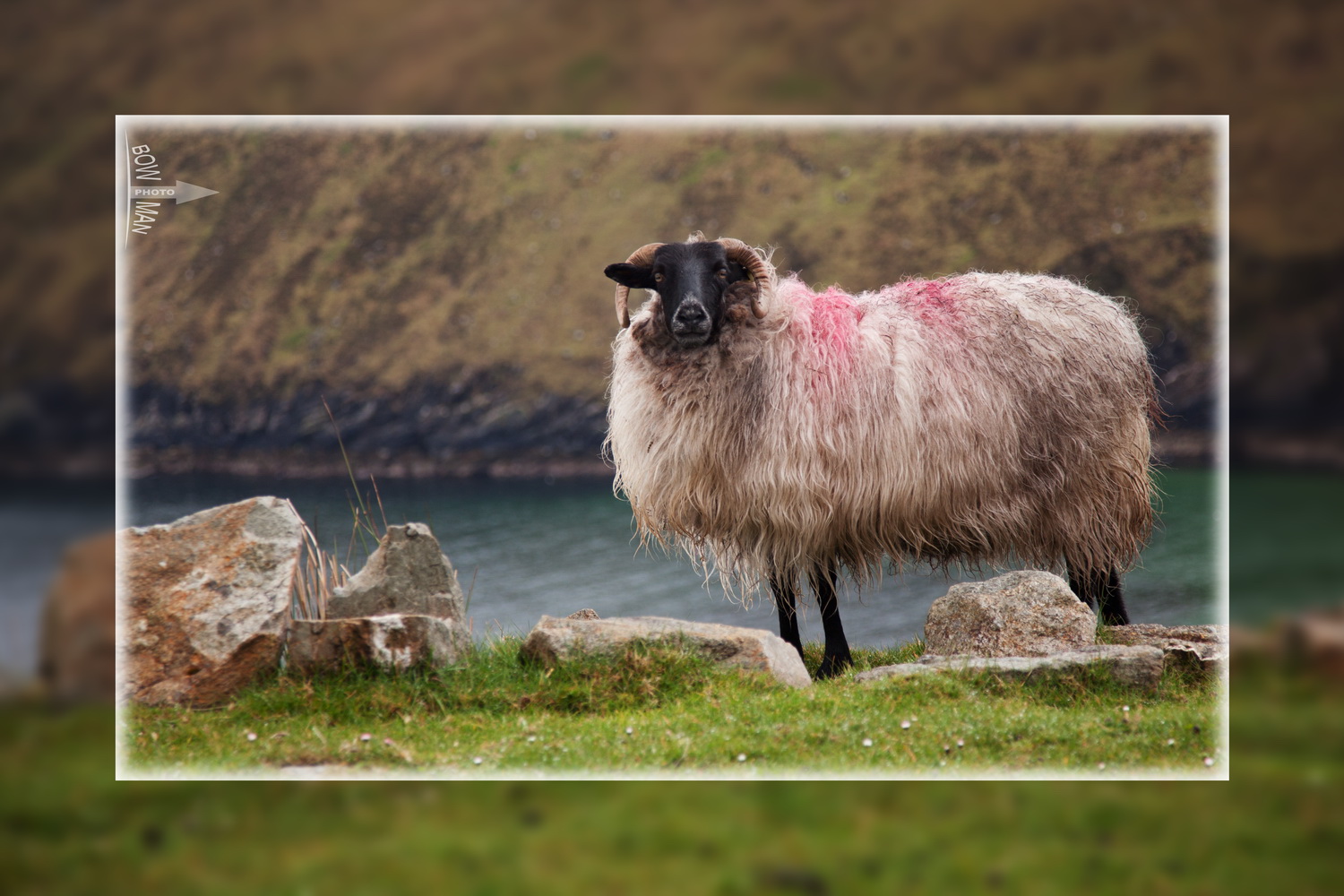 Achill Sheep