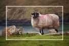 Achill Sheep von Photobowman 