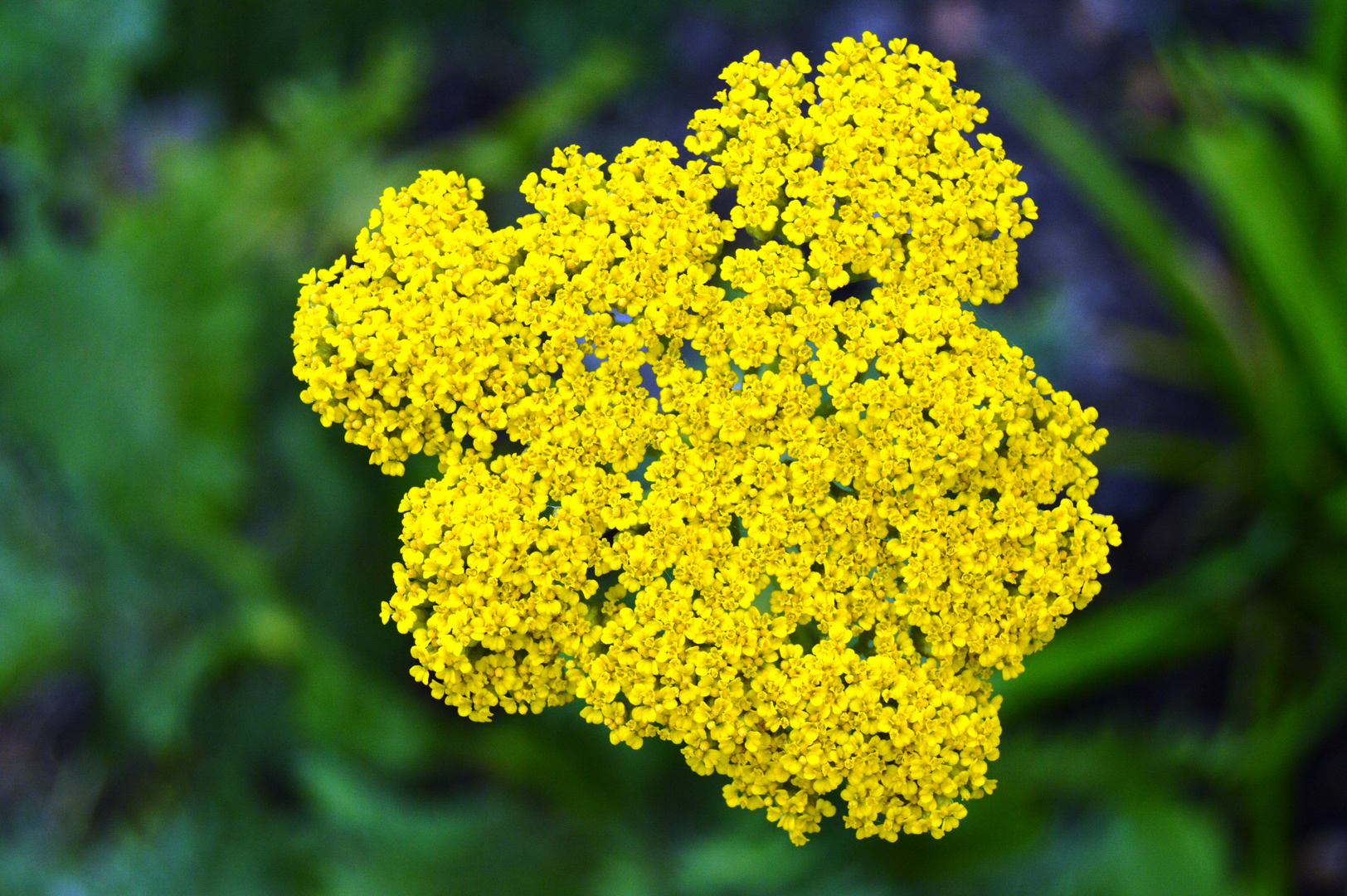 Achillea