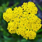 Achillea