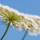 Achillea