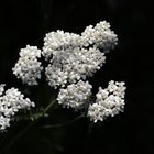 Achillea (Achillea millefolium)