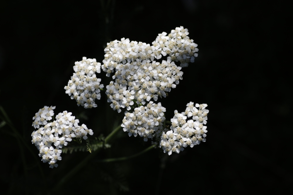 Achillea (Achillea millefolium)